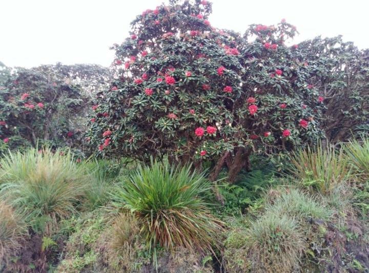 Forest Cyniciam Homestay Ohiya Exterior foto